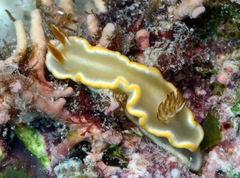 Ardeadoris angustolutea