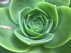 Aeonium canariense