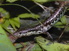 Sphenomorphus puncticentralis