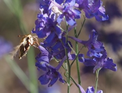 Proserpinus clarkiae