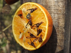 Diacrita