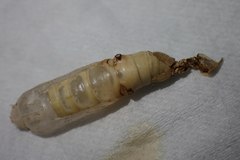 Lophophelma funebrosa