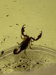 Euscorpius italicus