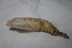 Lophophelma funebrosa