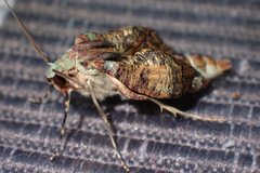 Lophophelma funebrosa