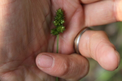 Carex muehlenbergii