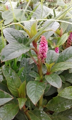 Phytolacca bogotensis