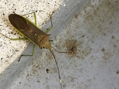 Paradasynus spinosus