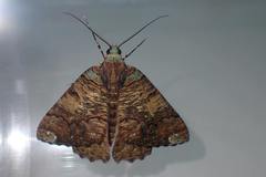 Lophophelma funebrosa