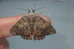 Lophophelma funebrosa