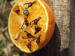 Diacrita