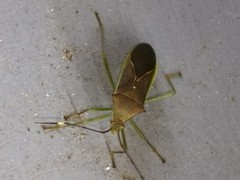Paradasynus spinosus