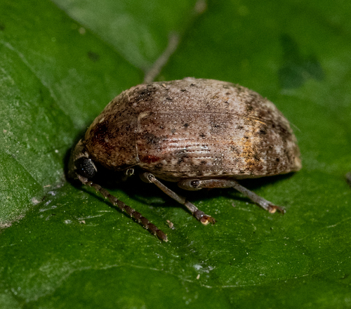 Amblycerus robiniae (Fabricius, 1781)