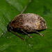 Locust Seed Beetle - Photo (c) Chelsea Gottfried, some rights reserved (CC BY-NC), uploaded by Chelsea Gottfried