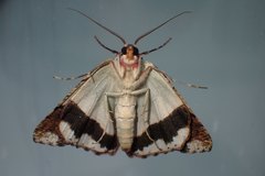 Lophophelma funebrosa