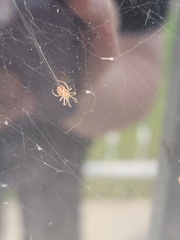 Araneae