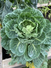Brassica oleracea gemmifera