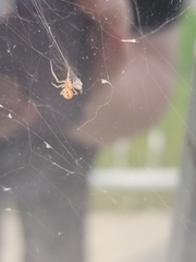 Araneae