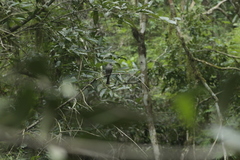 Contopus cinereus