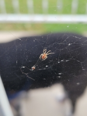 Araneae