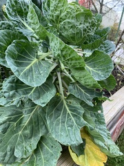 Brassica oleracea gemmifera