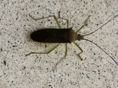 Paradasynus spinosus