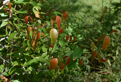 Backhousia tetraptera