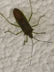 Paradasynus spinosus