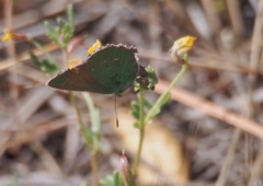 Callophrys dumetorum