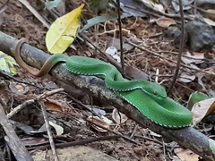 Trimeresurus rubeus