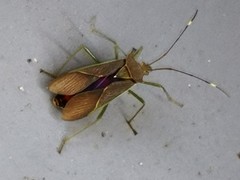 Paradasynus spinosus