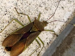 Paradasynus spinosus