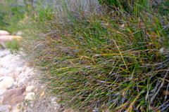 Hypodiscus willdenowia