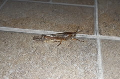 Schistocerca piceifrons