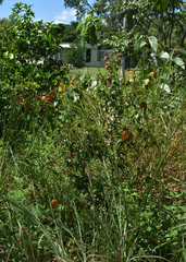 Backhousia tetraptera