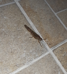 Schistocerca piceifrons