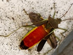 Paradasynus spinosus