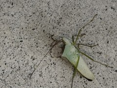 Paradasynus spinosus