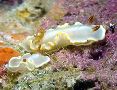 Ardeadoris angustolutea