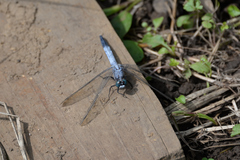 Orthetrum albistylum speciosum