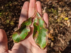 Diaporthe kalmiae