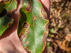 Diaporthe kalmiae