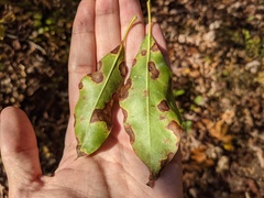 Diaporthe kalmiae