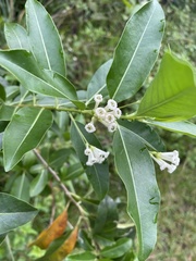 Cestrum diurnum