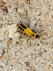 Chauliognathus pensylvanicus