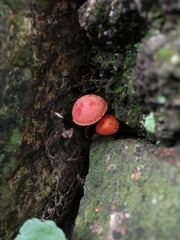Coccineae