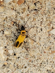 Chauliognathus pensylvanicus