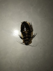 Blaberinae