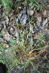 Carex muehlenbergii