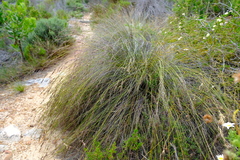 Schoenus cuspidatus